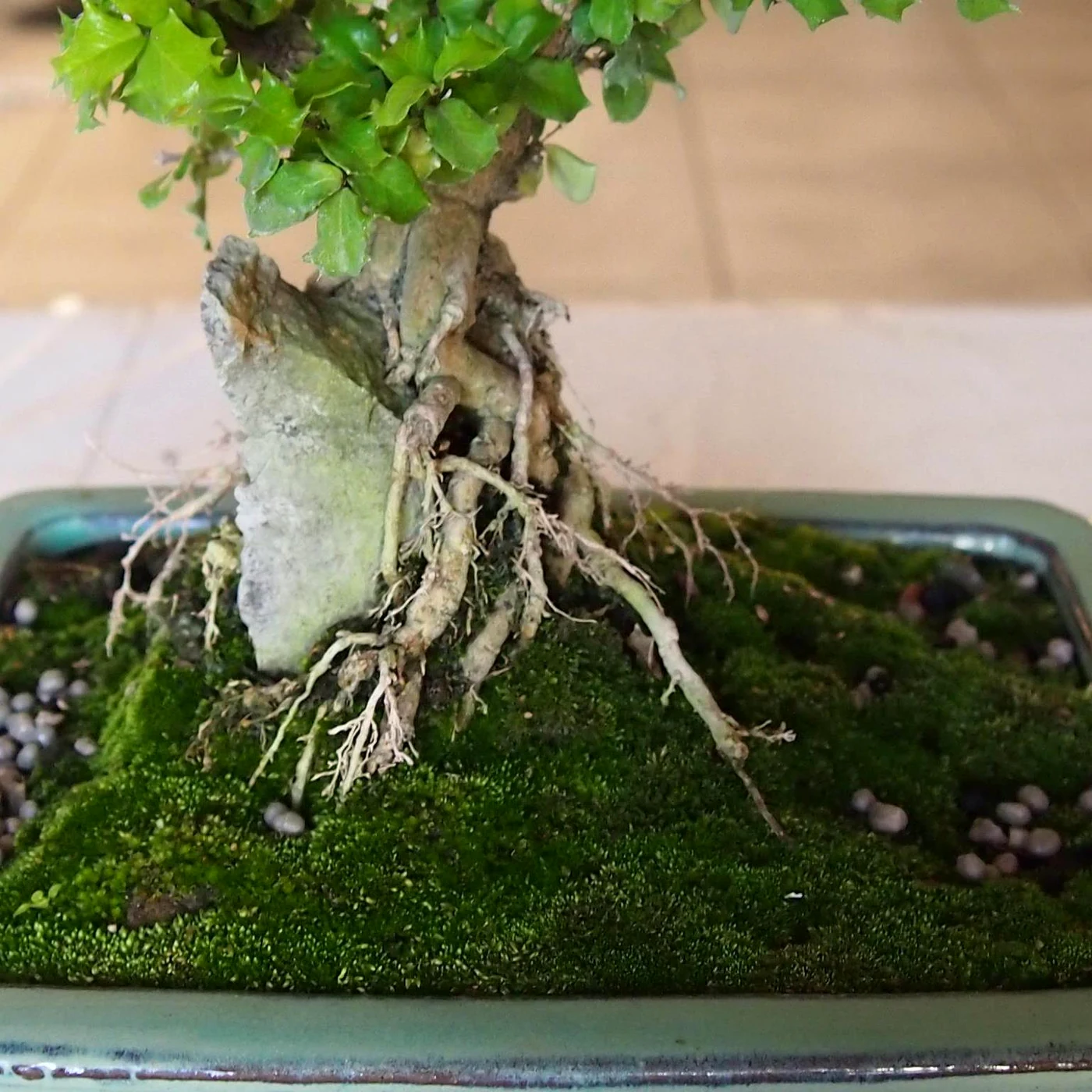 Dwarf Holly Root Over Rock Detail (Moss and Rock Base)
