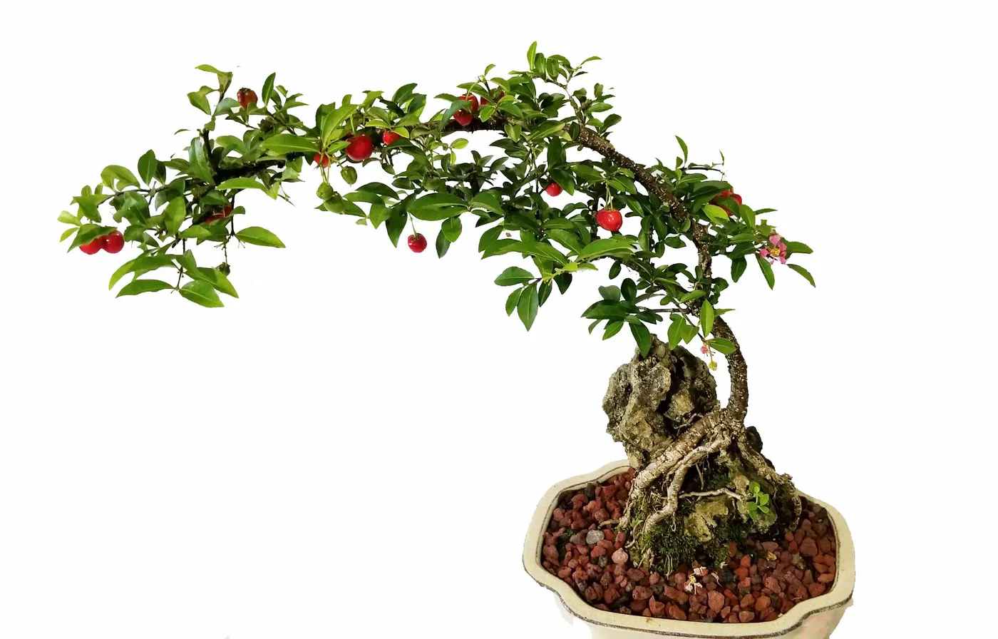 Malpighia Bonsai Root over Rock Zoomed