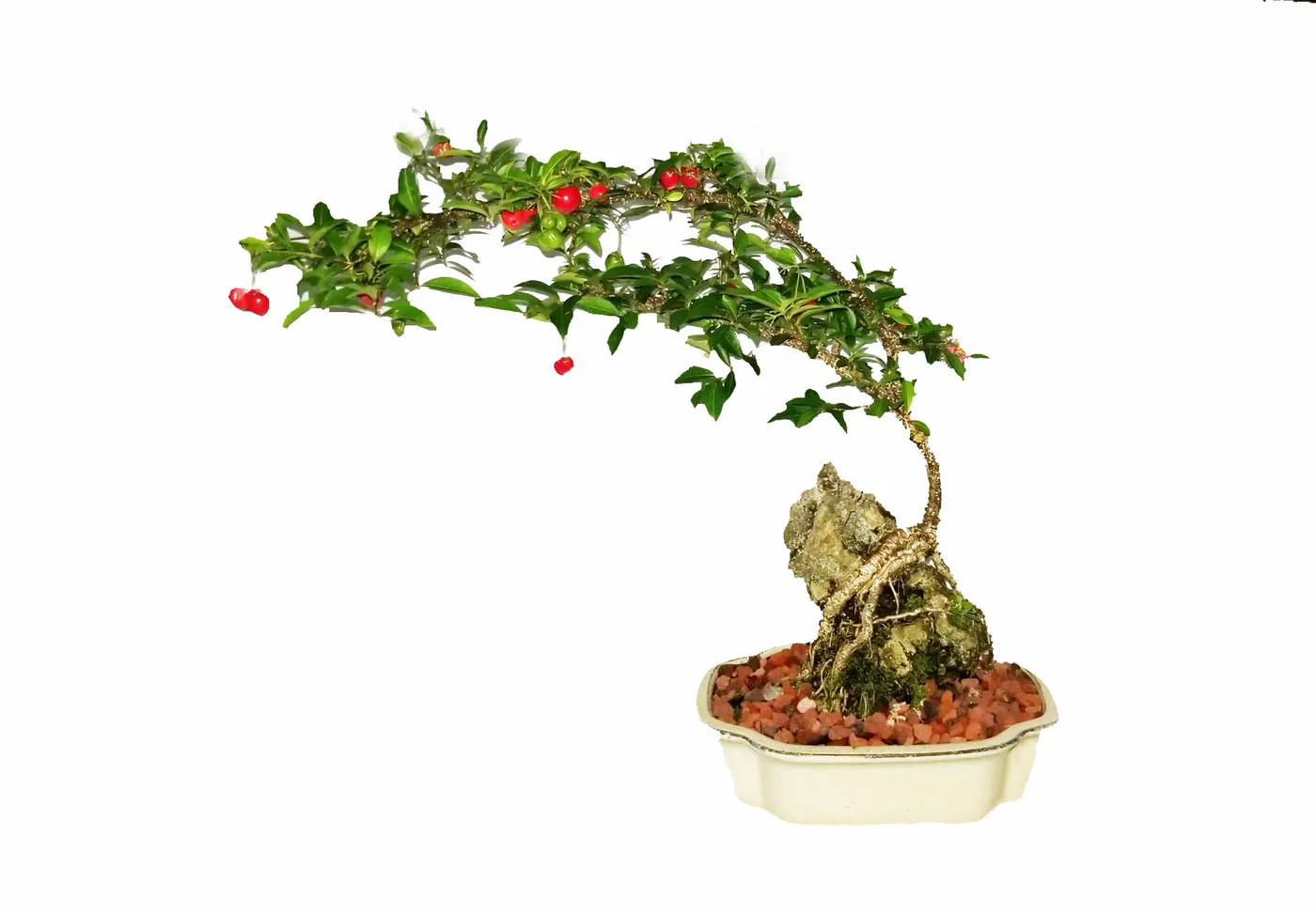 Malpighia Bonsai Root over Rock