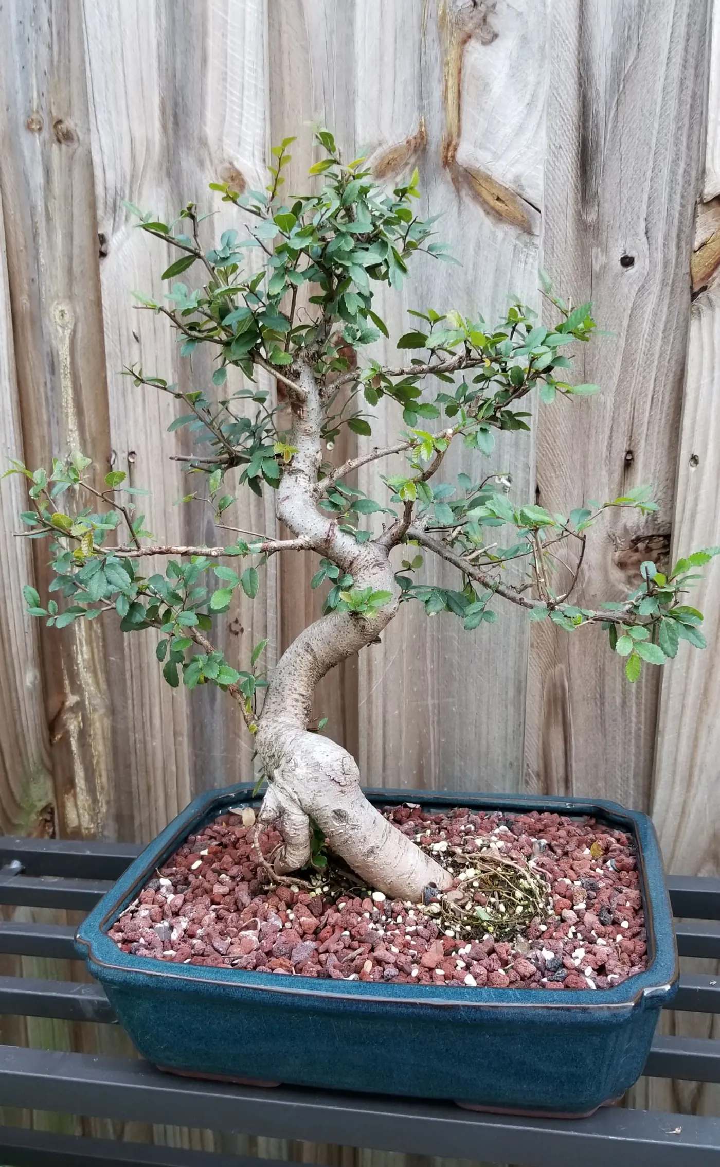 Medium Chinese Elm Informal Upright