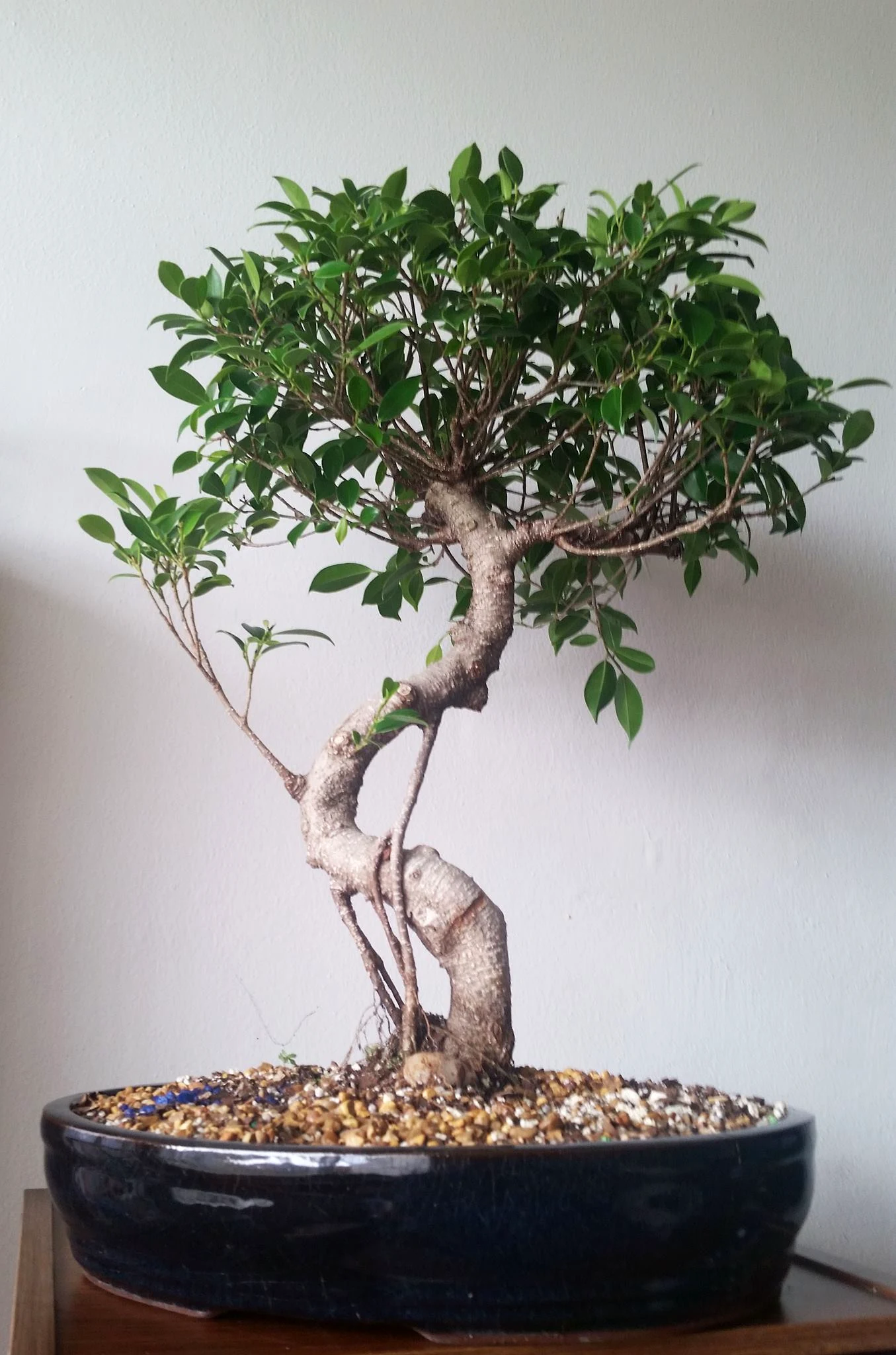 Medium Ficus Microcarpa Bonsai
