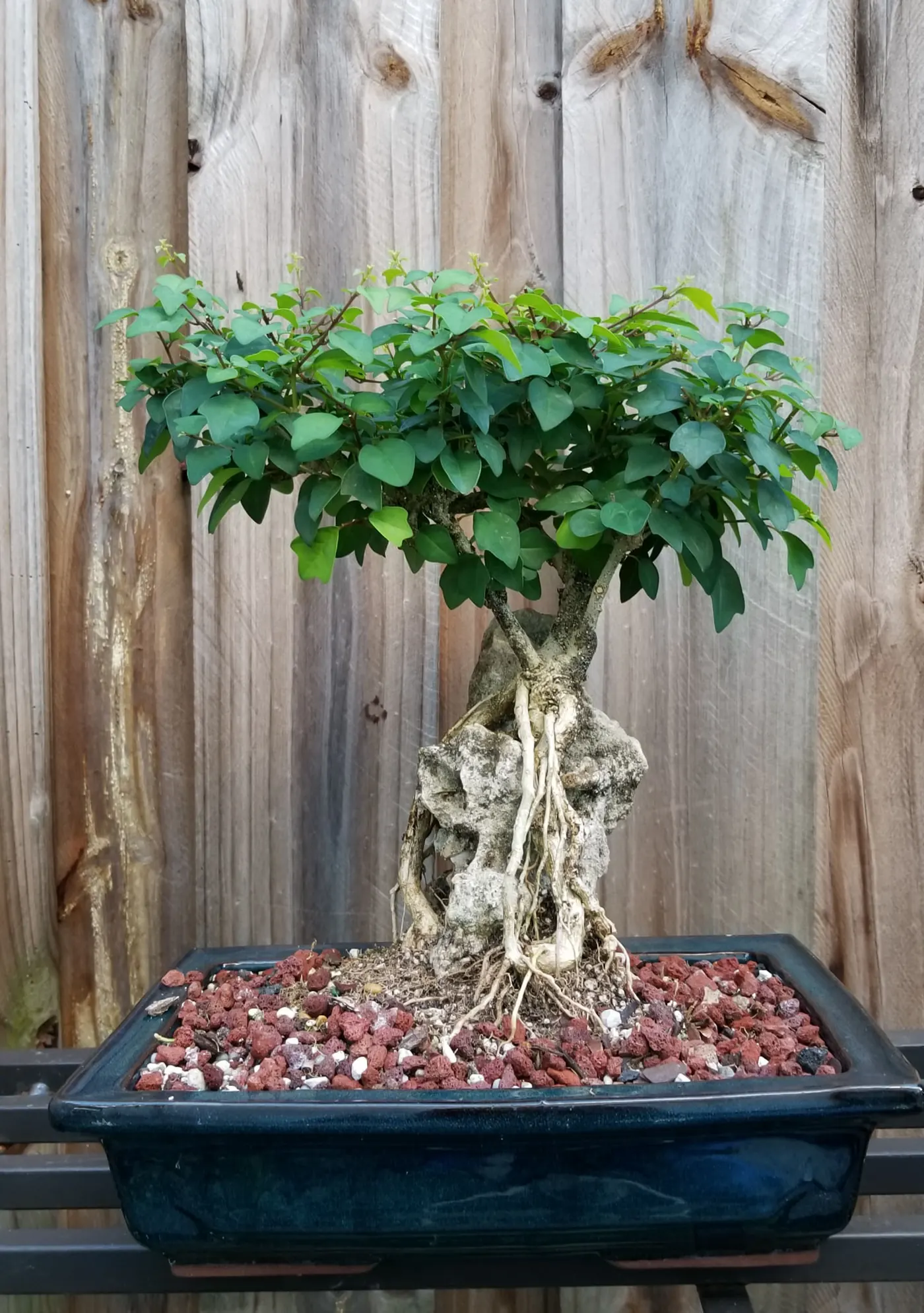 Parrot Beak Bonsai Tree 2