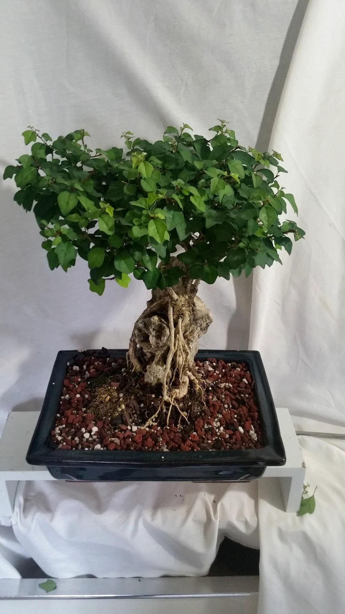 Parrot Beak Bonsai Tree