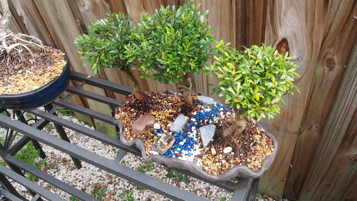 Pommegrantent Bomsai Forest Arrangement
