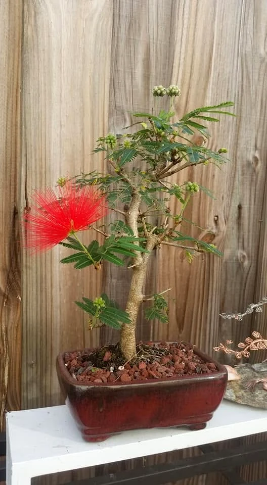 Powder Puff Flowering Bonsai Specimen