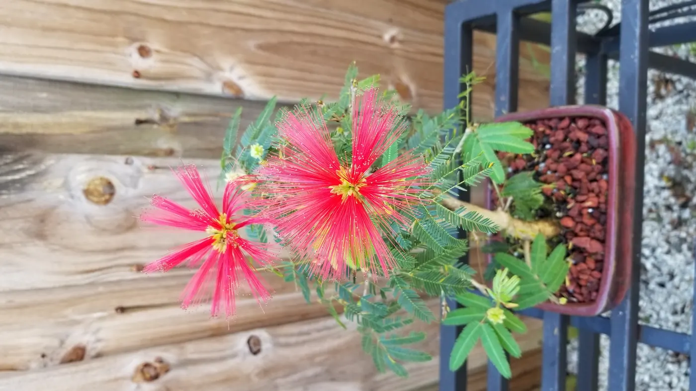 Powder Puff Flowering Bonsai