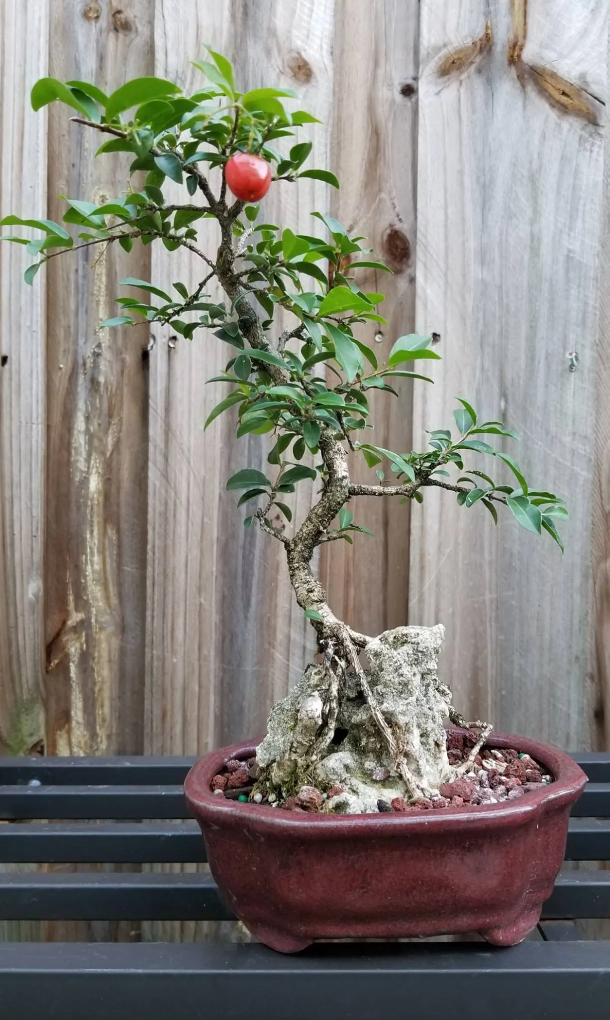Root over Rock Barbados Cherry Bonsai Tree 1