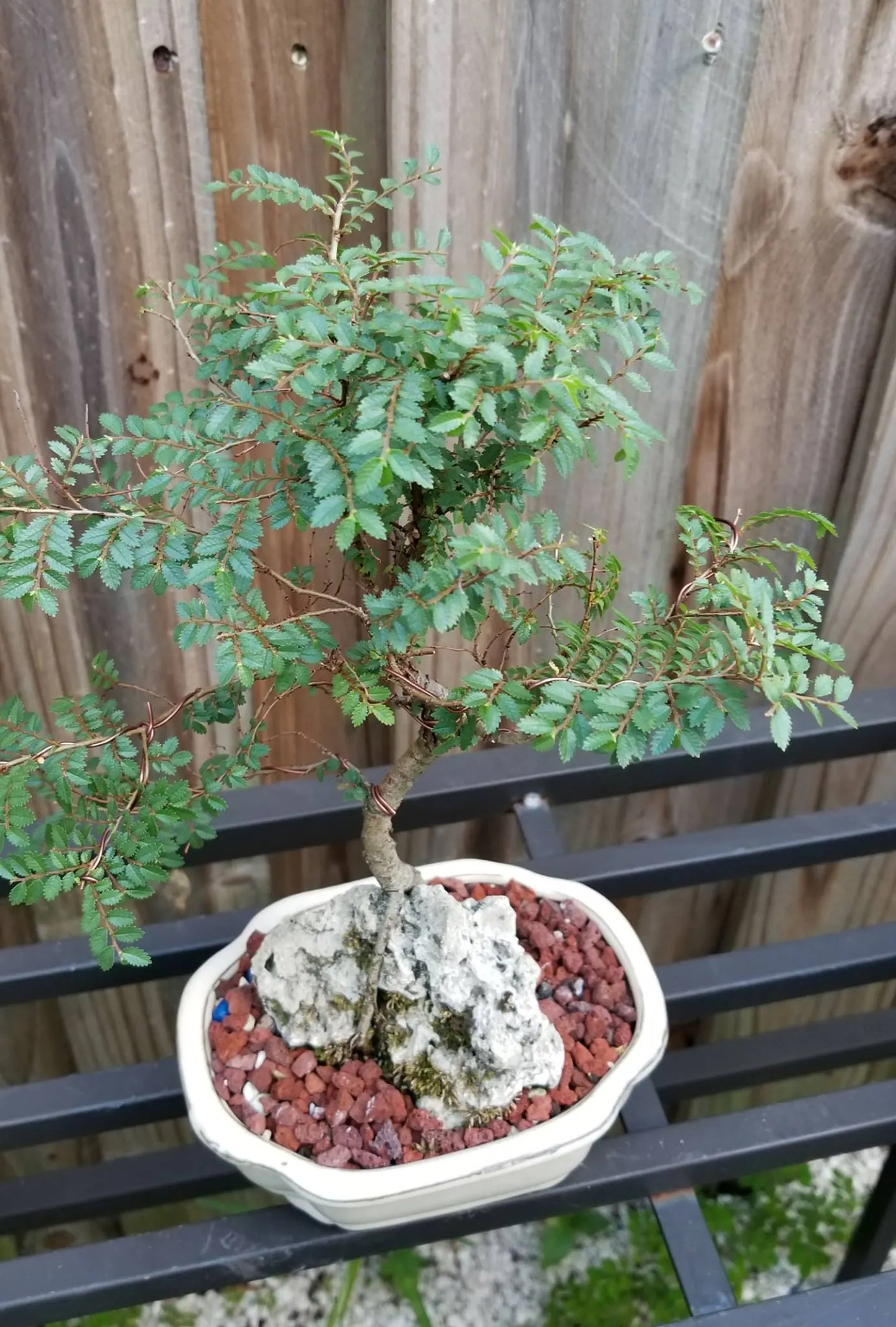 Root over Rock Chinese Elm 1