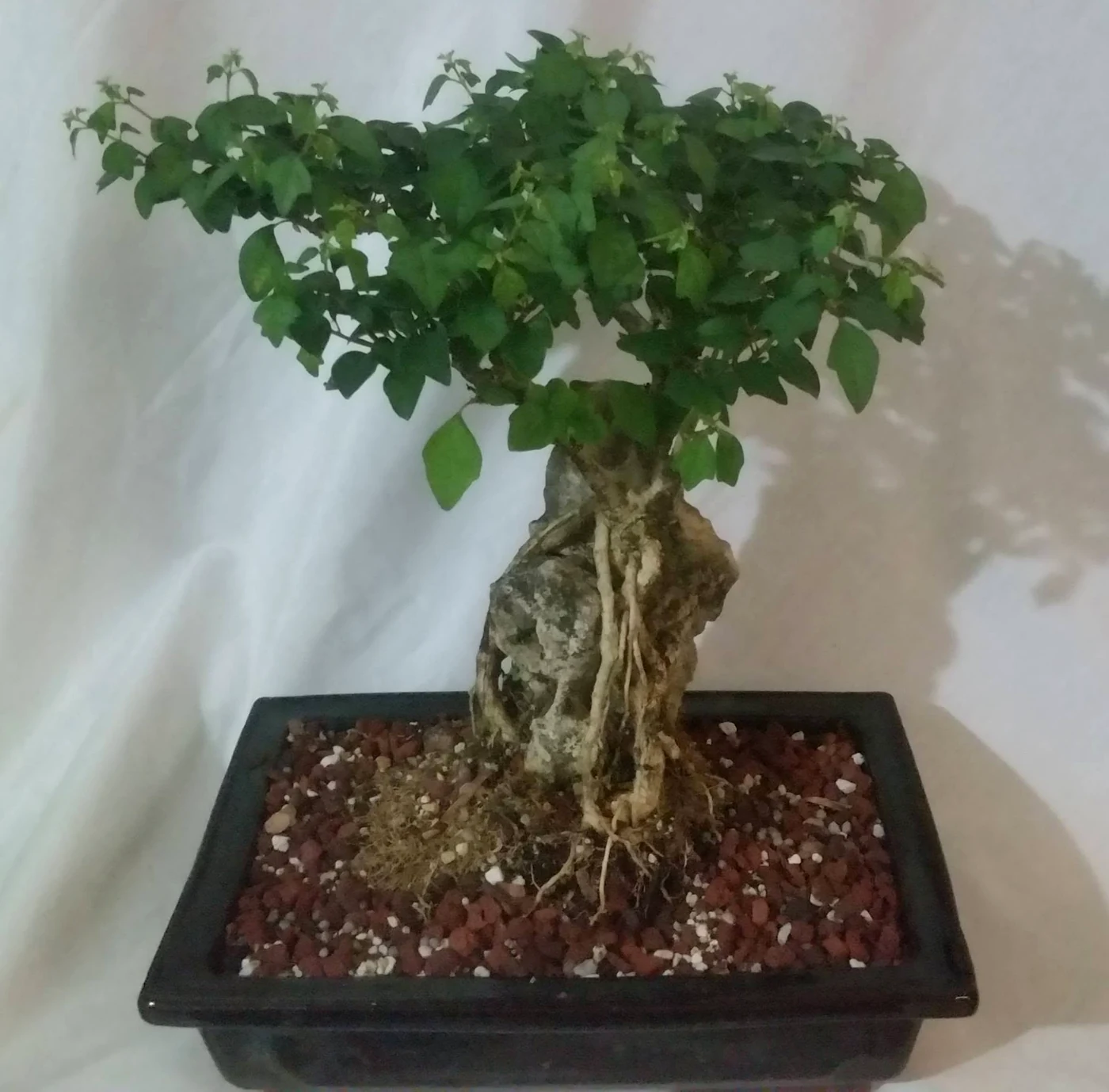 Root over Rock Parrot Beak Bonsai Tree