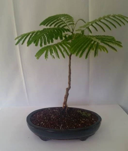 Royal Poinciana Bonsai Tree