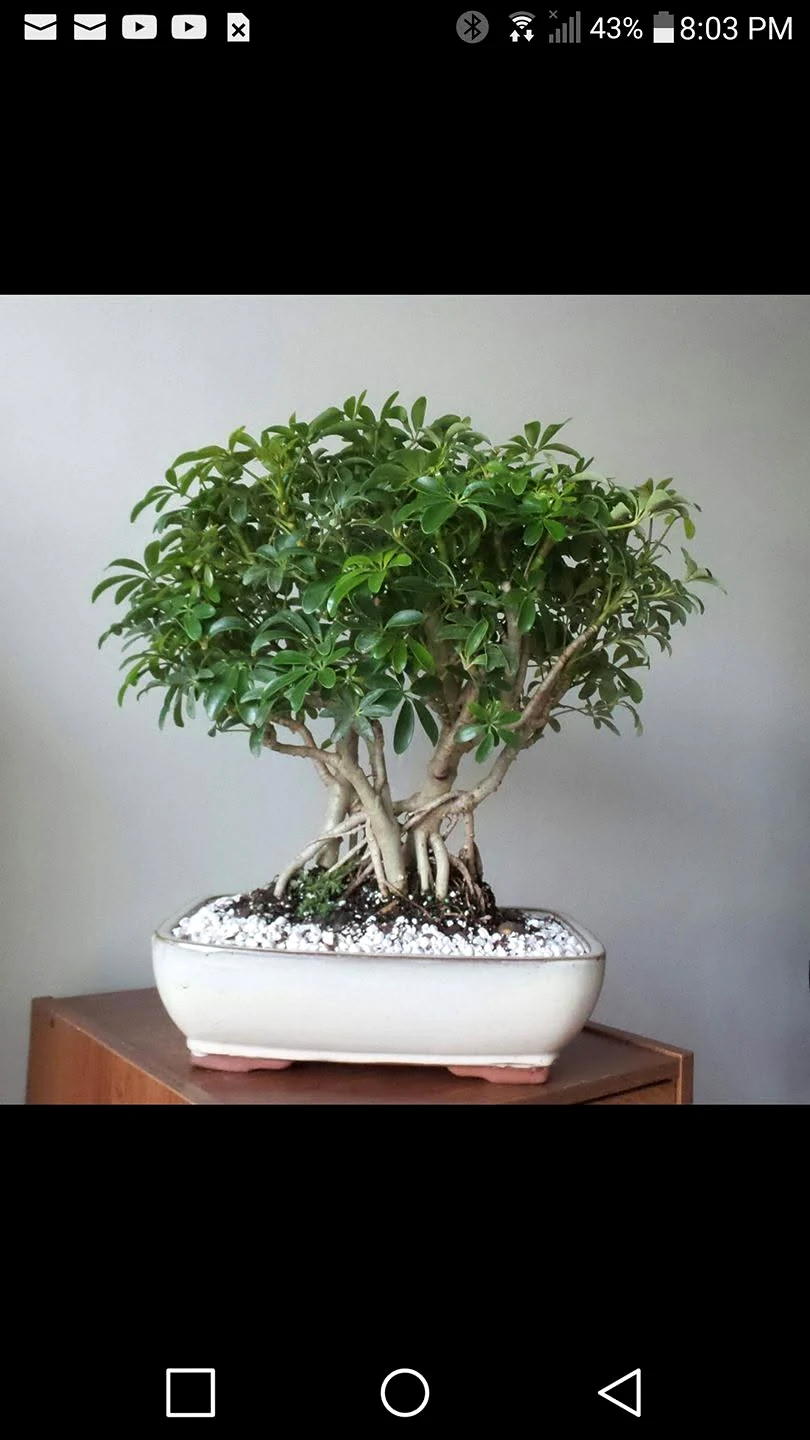 Schaflera Bonsai Tree Hawiian Umbrella