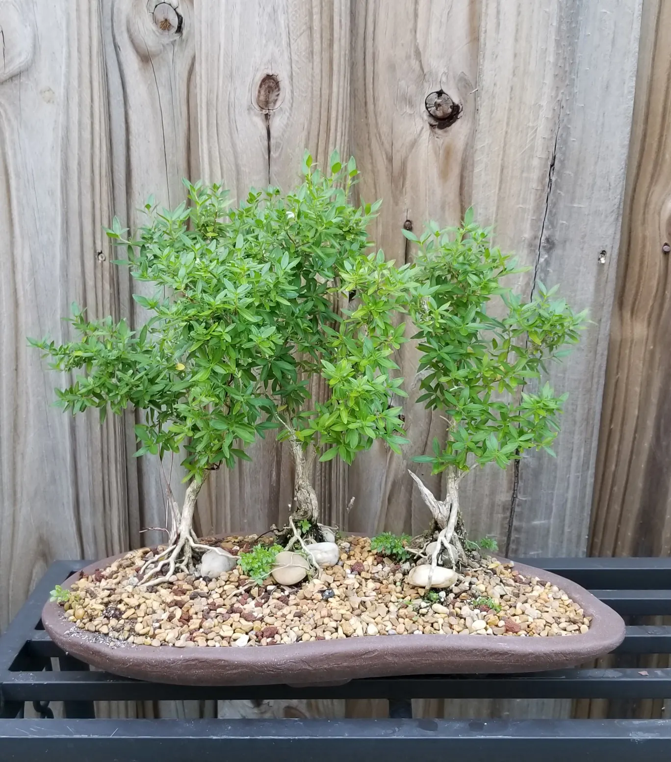 Serissa Bonsai Forest Group Planting