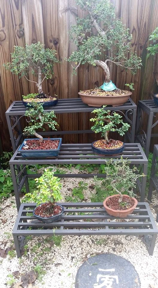Shelf of Chinese Elm Bonsai