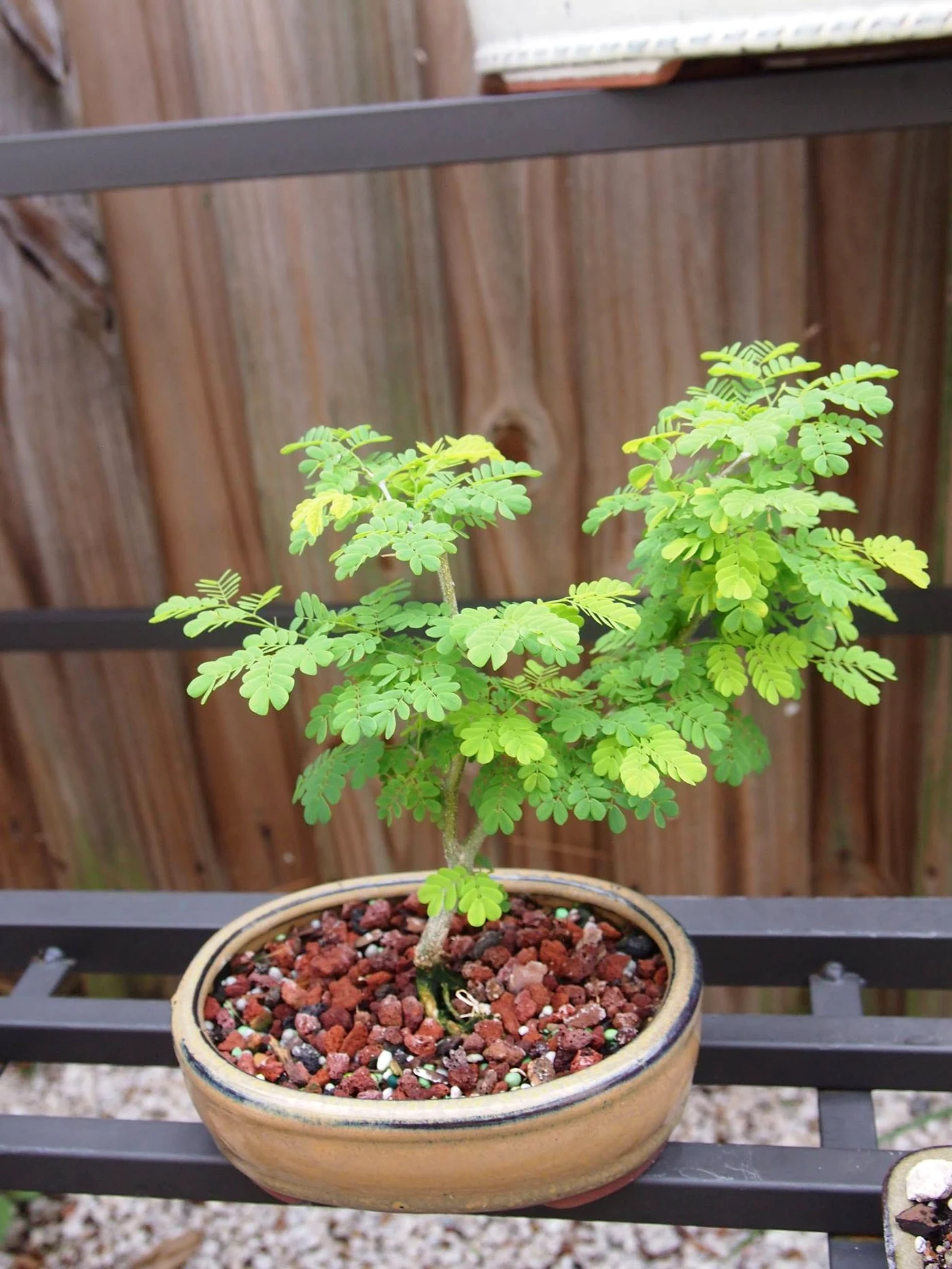 Shohin Brazillian Rain Tree