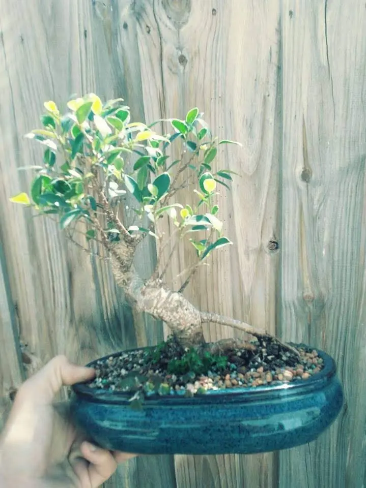 Shohin Ficus Microcarpa
