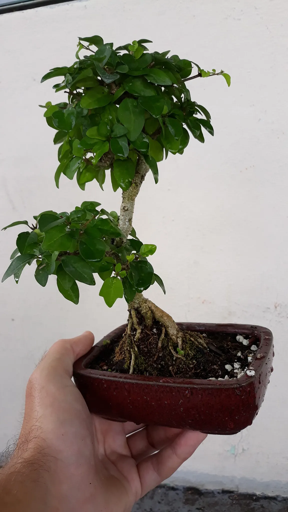 Shohin Parrot Beak Bonsai Tree 1