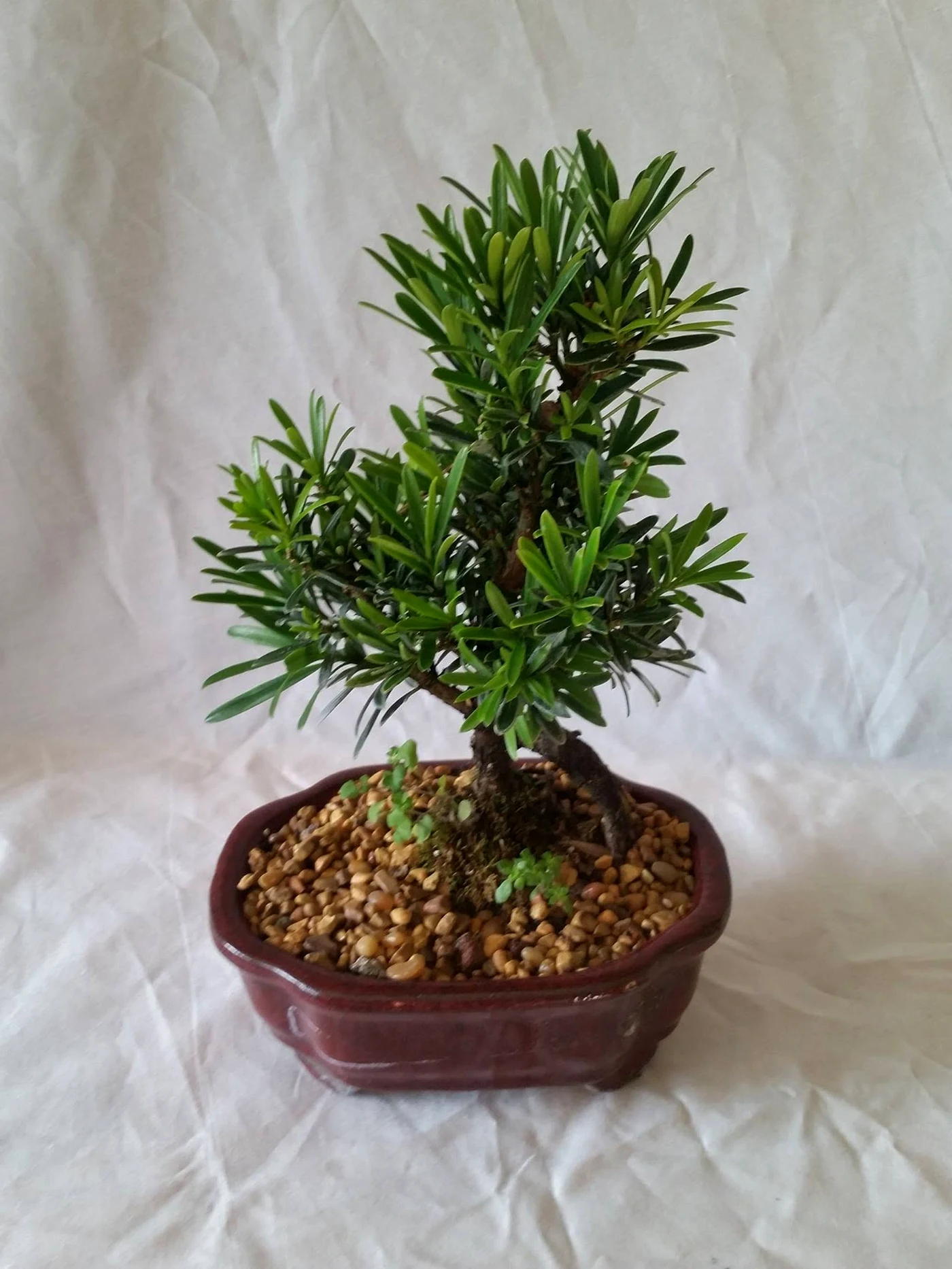 Shohin Podocarpus Bonsai Tree