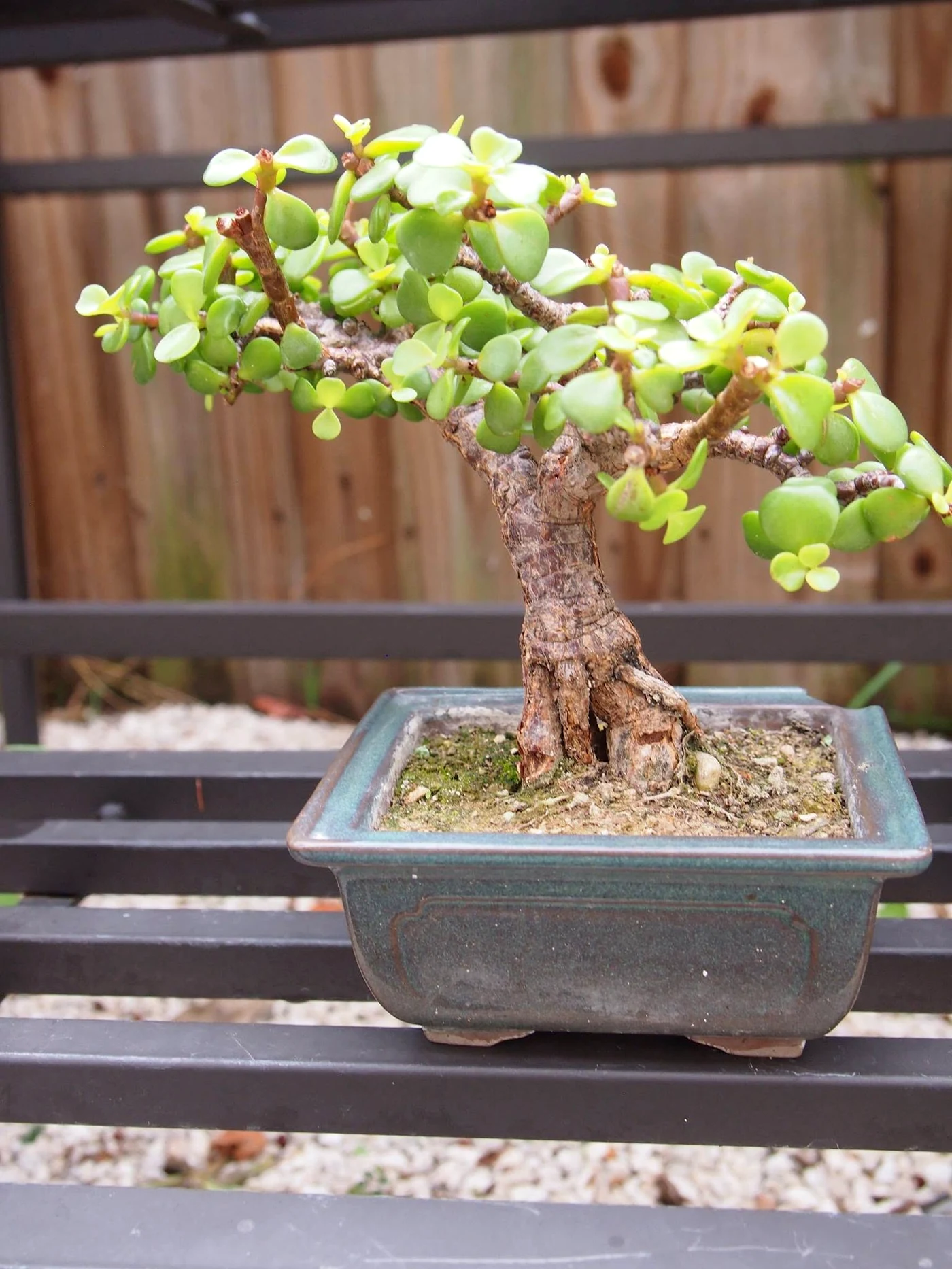 Shohin Portacularia Africana Bonsai Jade Bonsai Tree