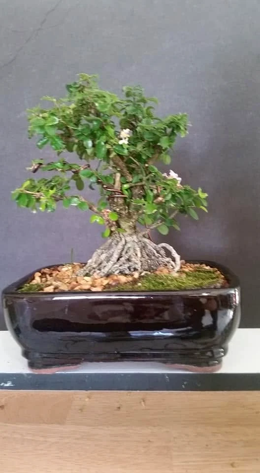 Shohin singapore Holly Bonsai Tree