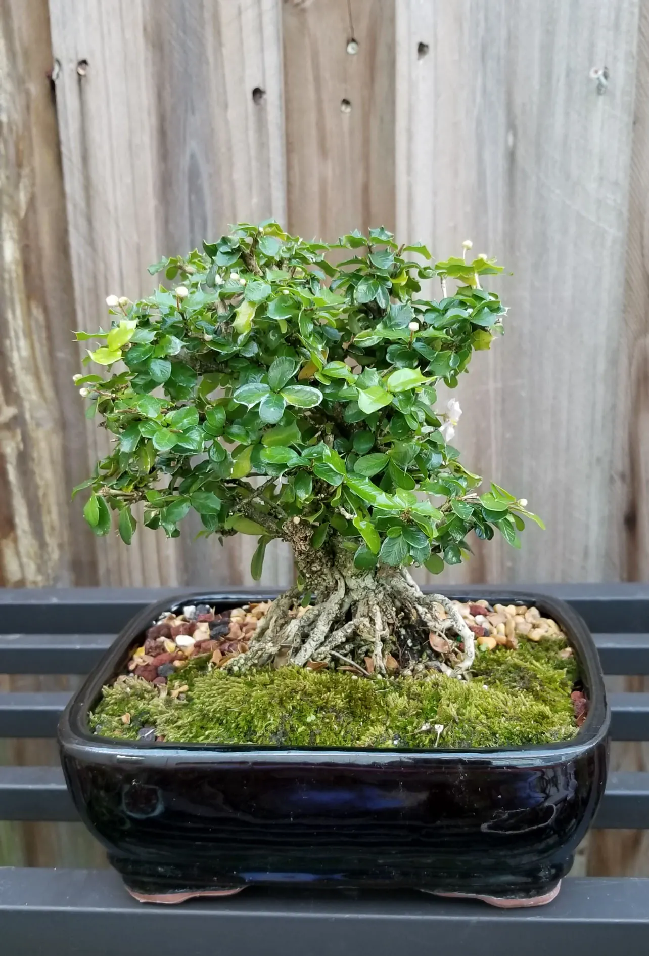 Singapore Holly Bonsai Tree