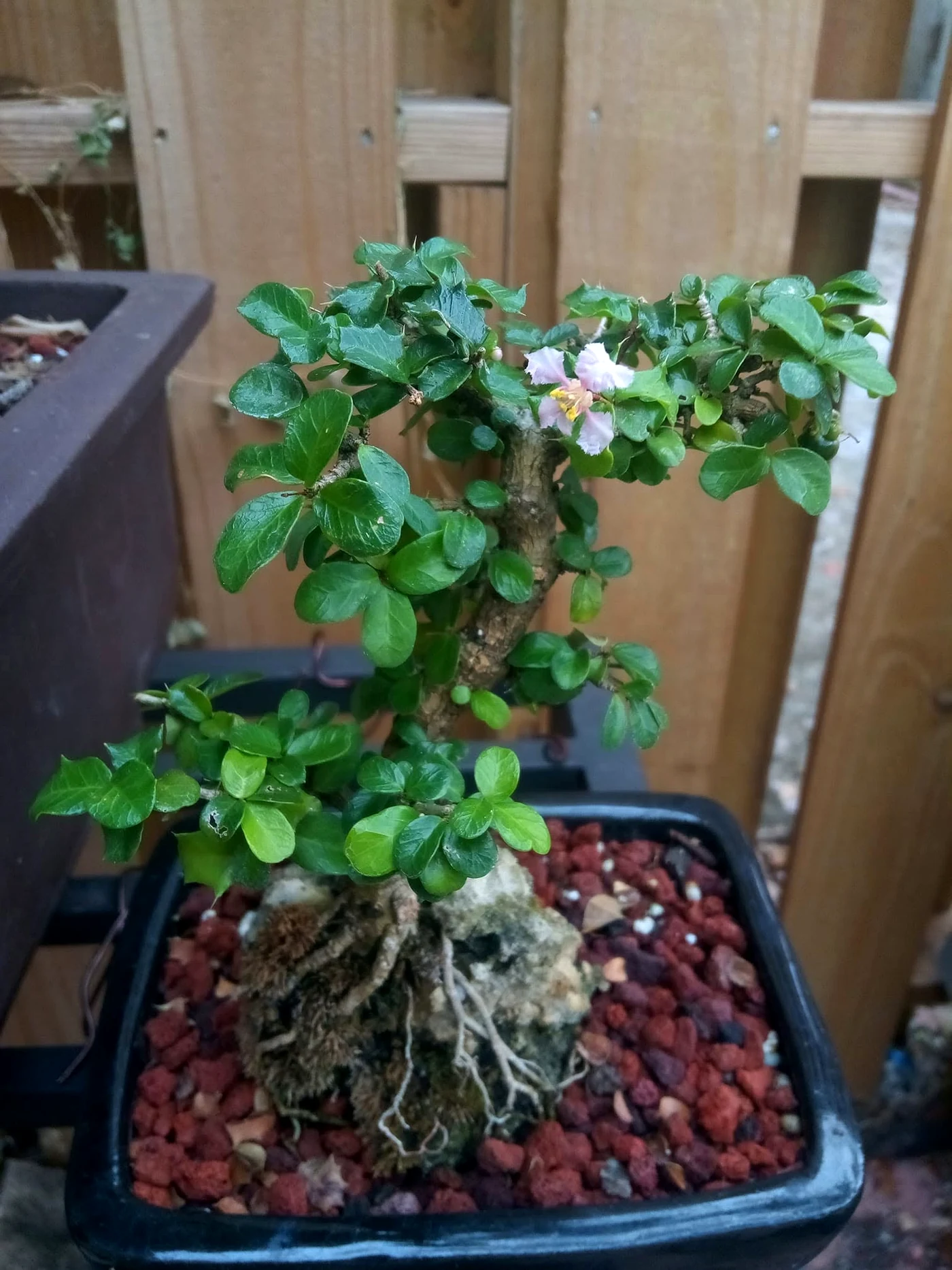 Singapore Holly Flowering Bonsai Tree