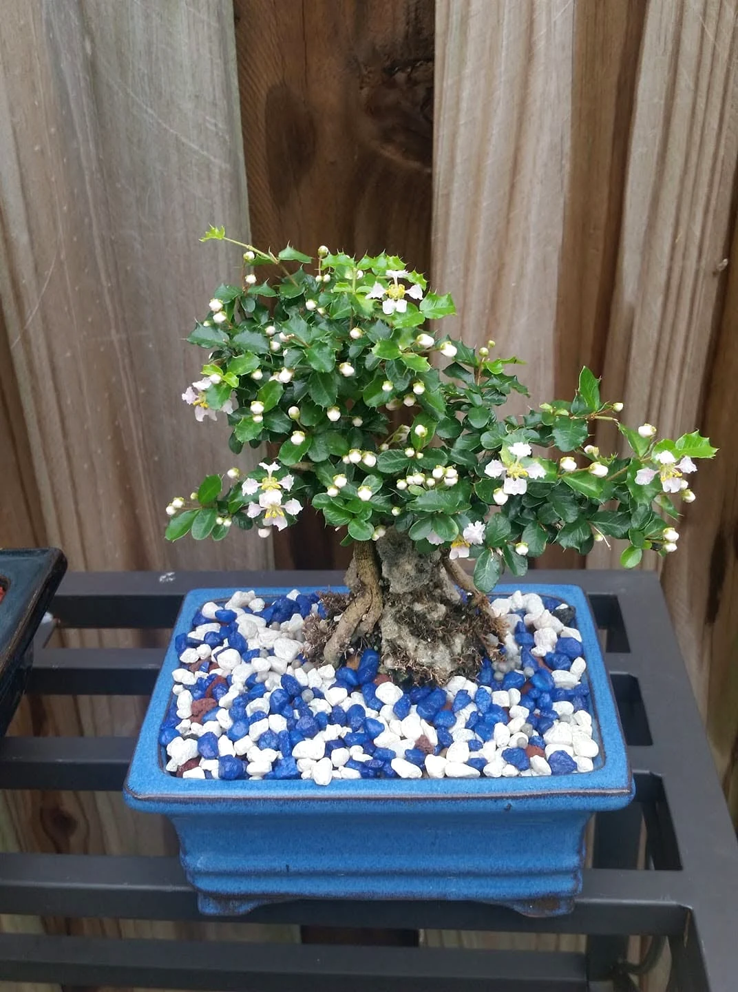 Singapore Holly Flowering Bonsai