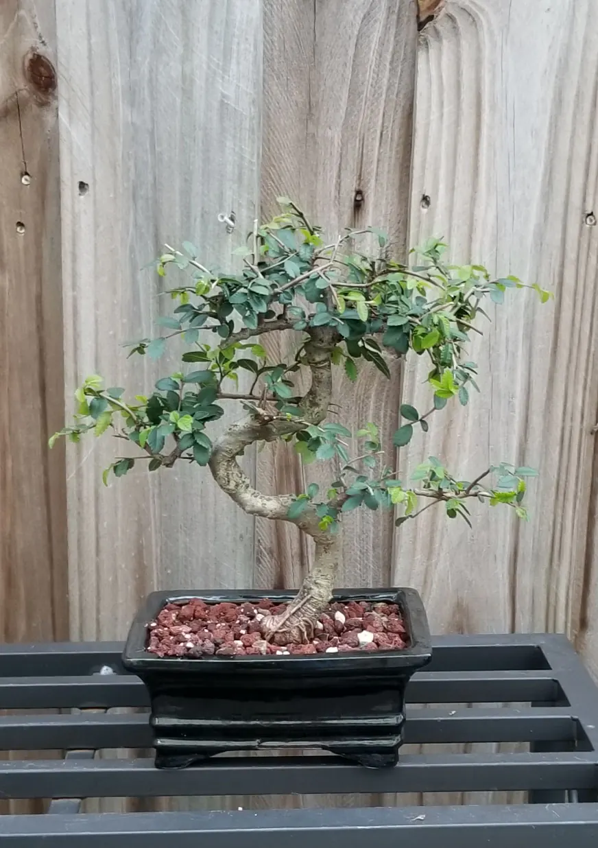Small S Shaped Bonsai Chinese Elm