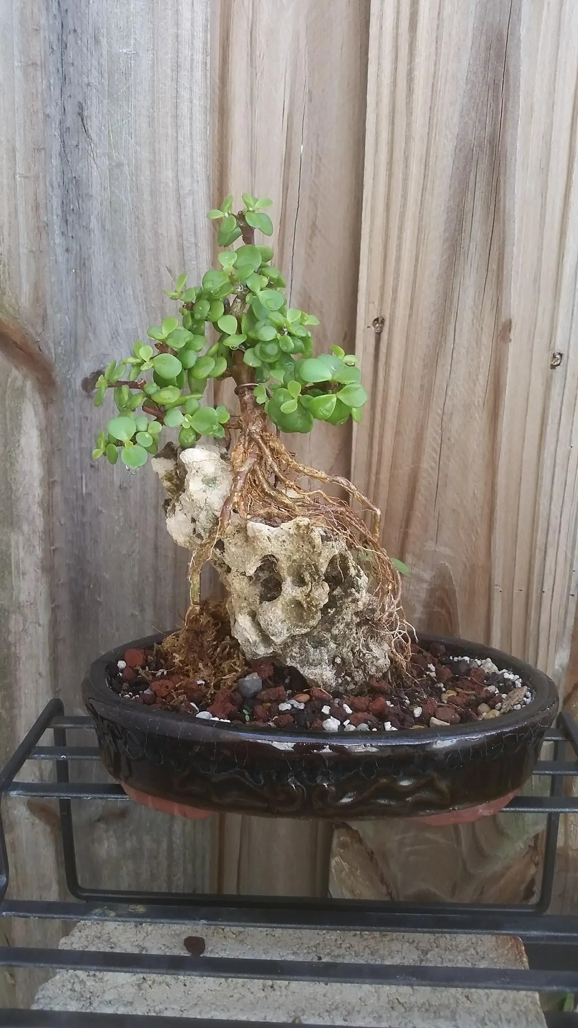 Starting a Root over Rock Portulacaria Afra 1