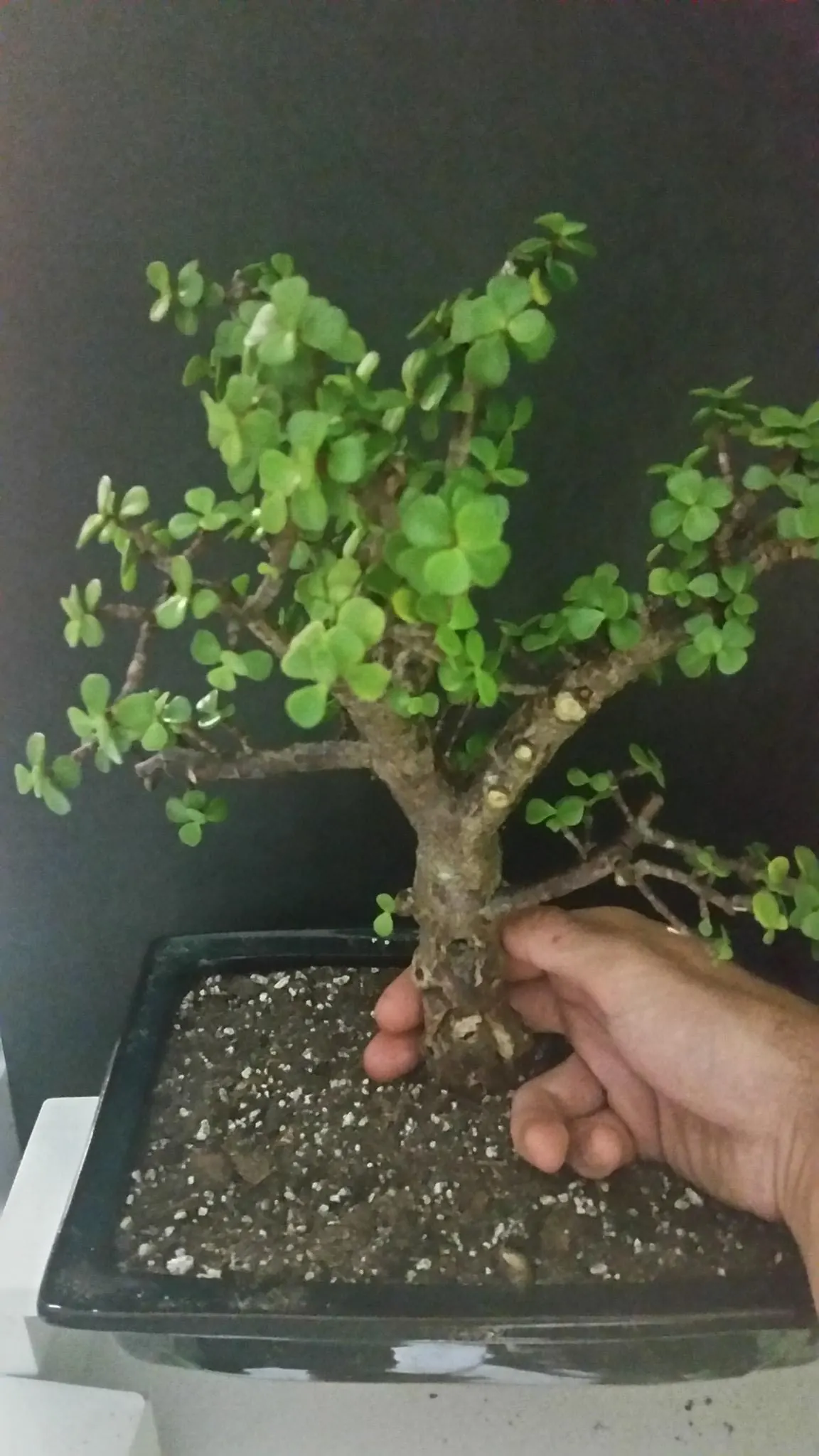 Thick Portulacaria Africana 2