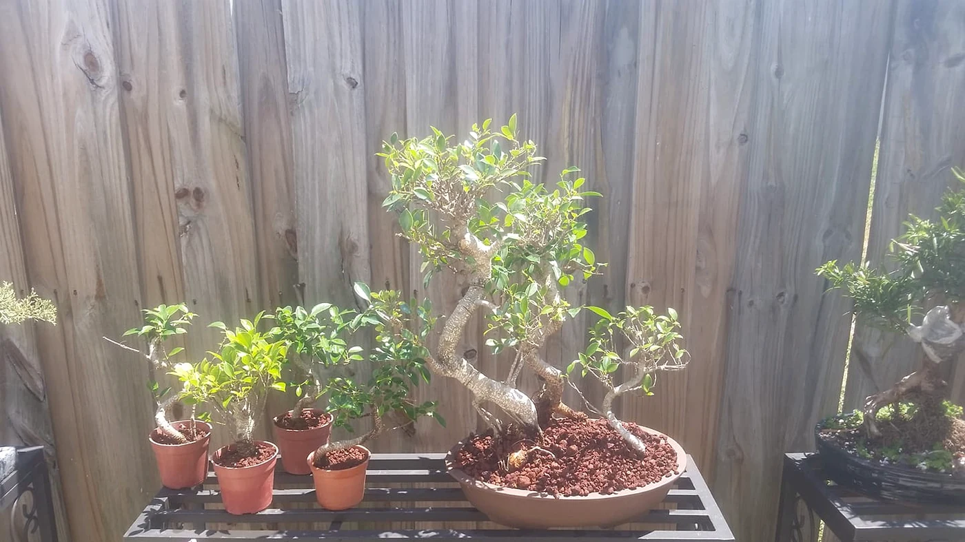 Tiger Bark Ficus and other Bonsai