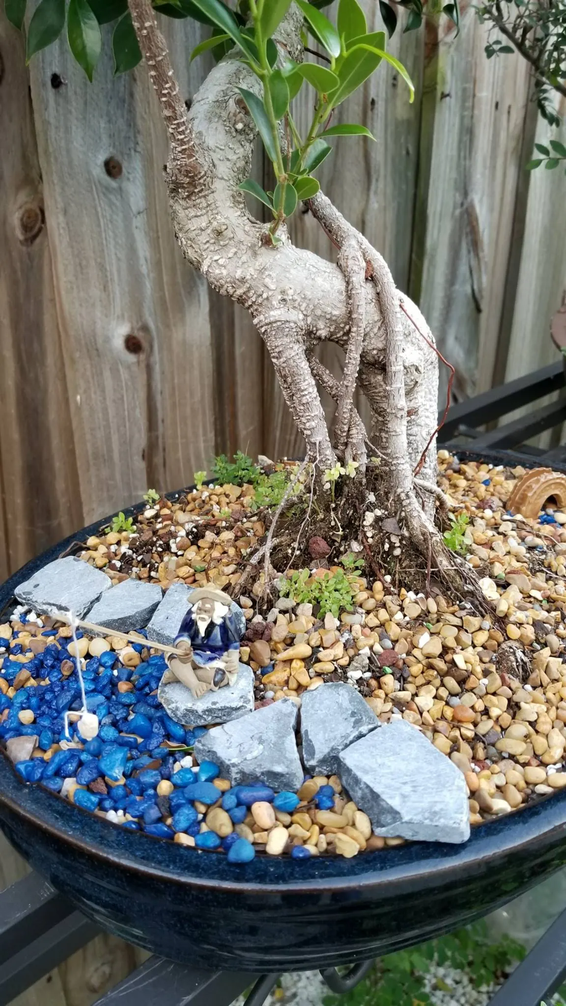 Tiger Bark Ficus Bonsai Base 1