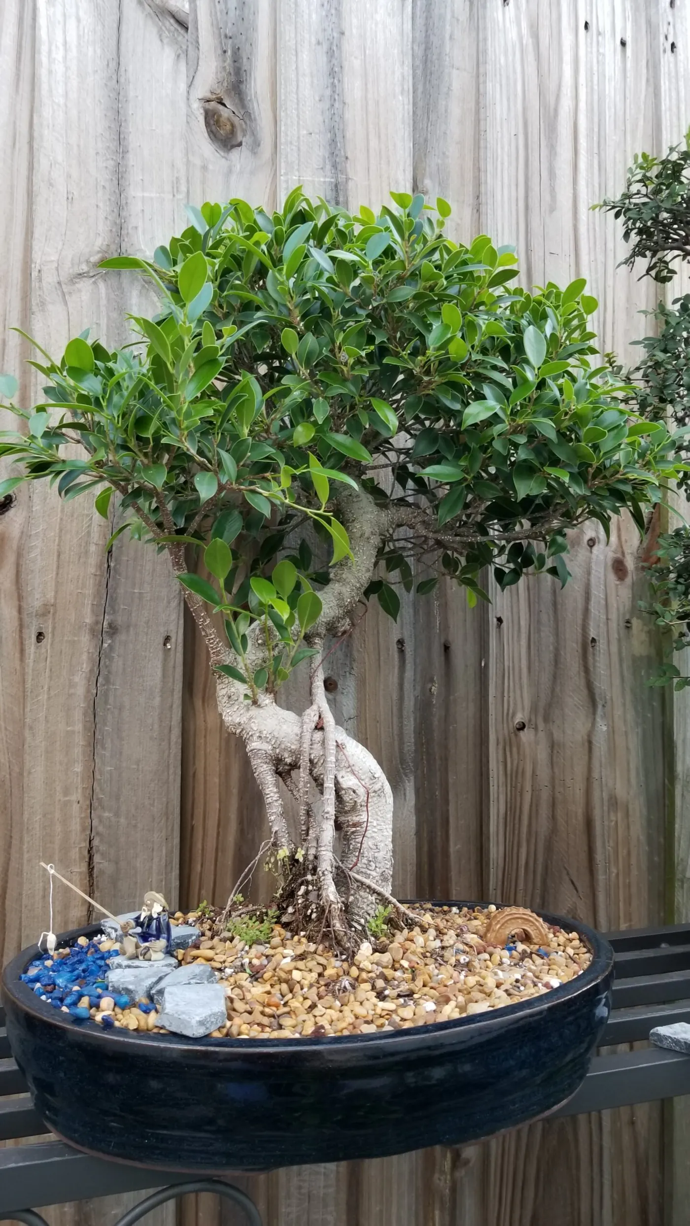 Tiger Bark Ficus Bonsai in 16 in Oval Pot