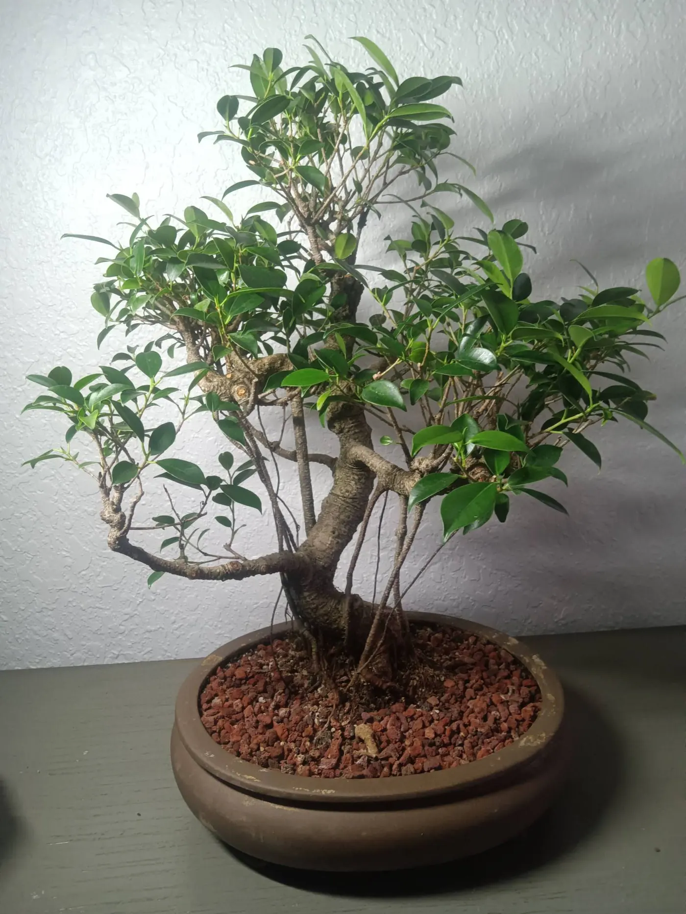 Tiger Bark Ficus Microcarpa in 12 in Ceramic Pot 1