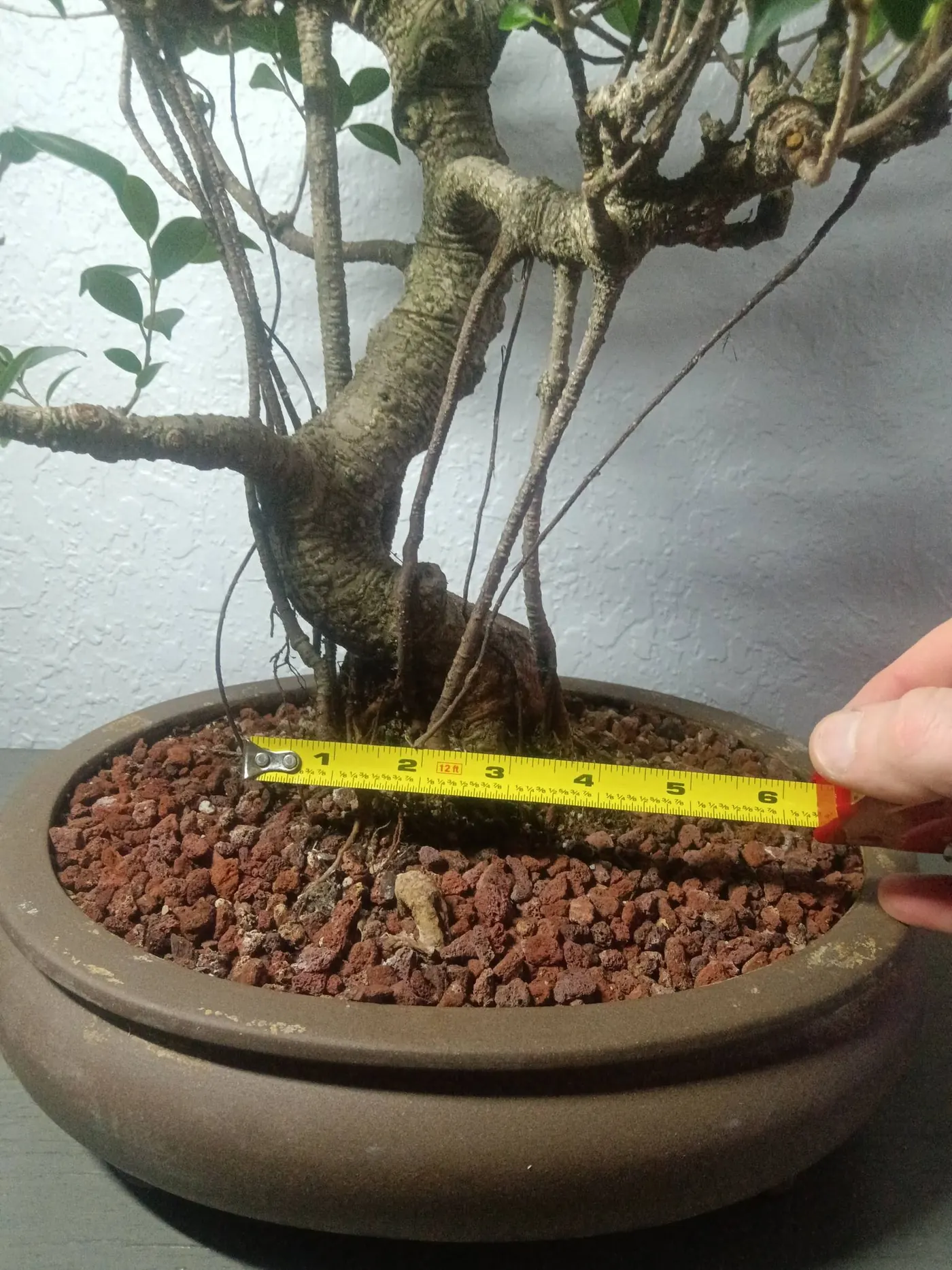 Tiger Bark Ficus Root Base 1