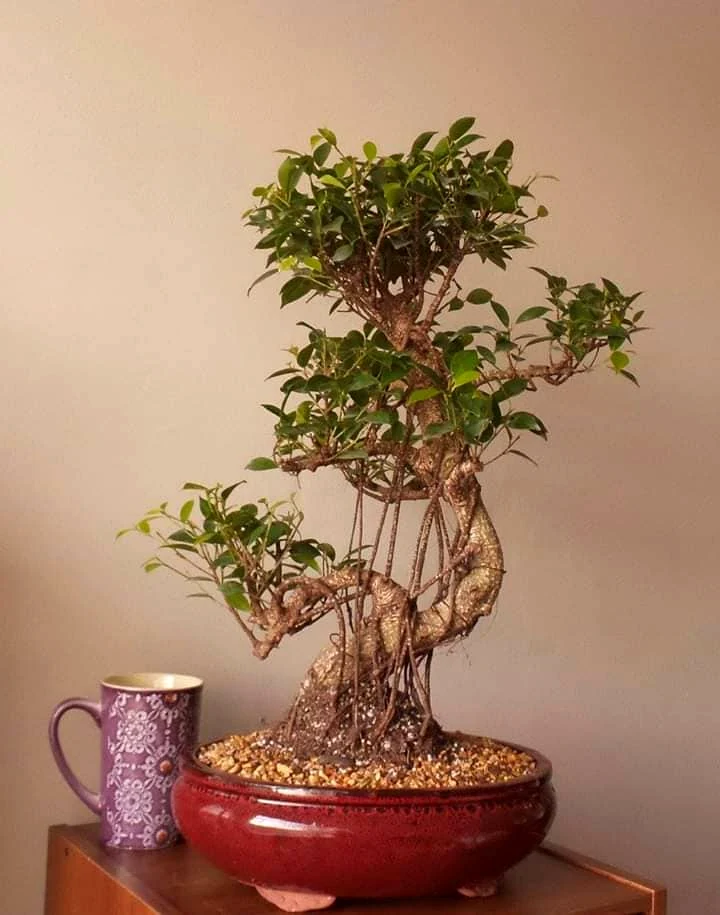 Tiger Bark Ficus With Aerial Roots