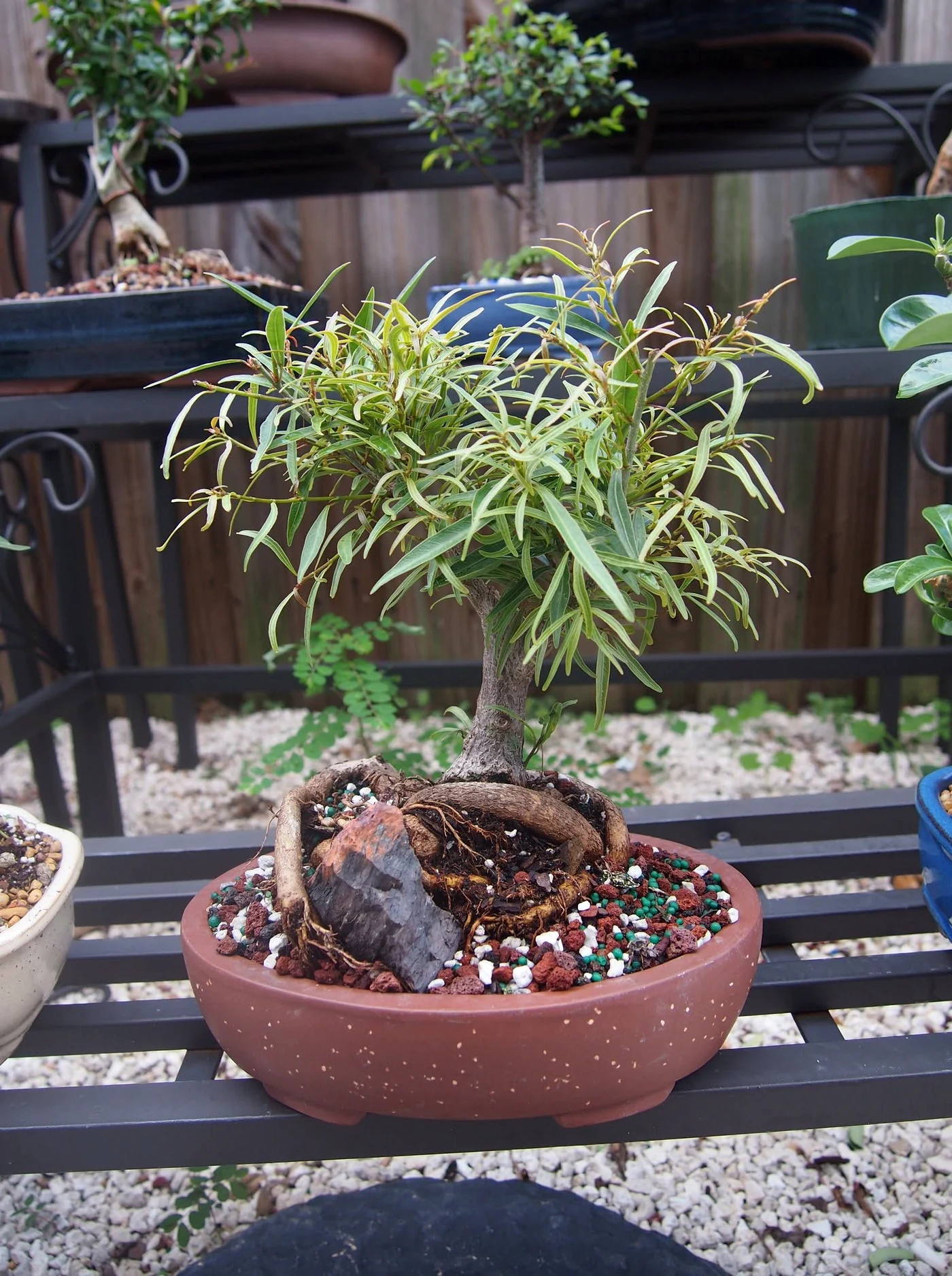Willow Leaf Ficus Bonsai Tree