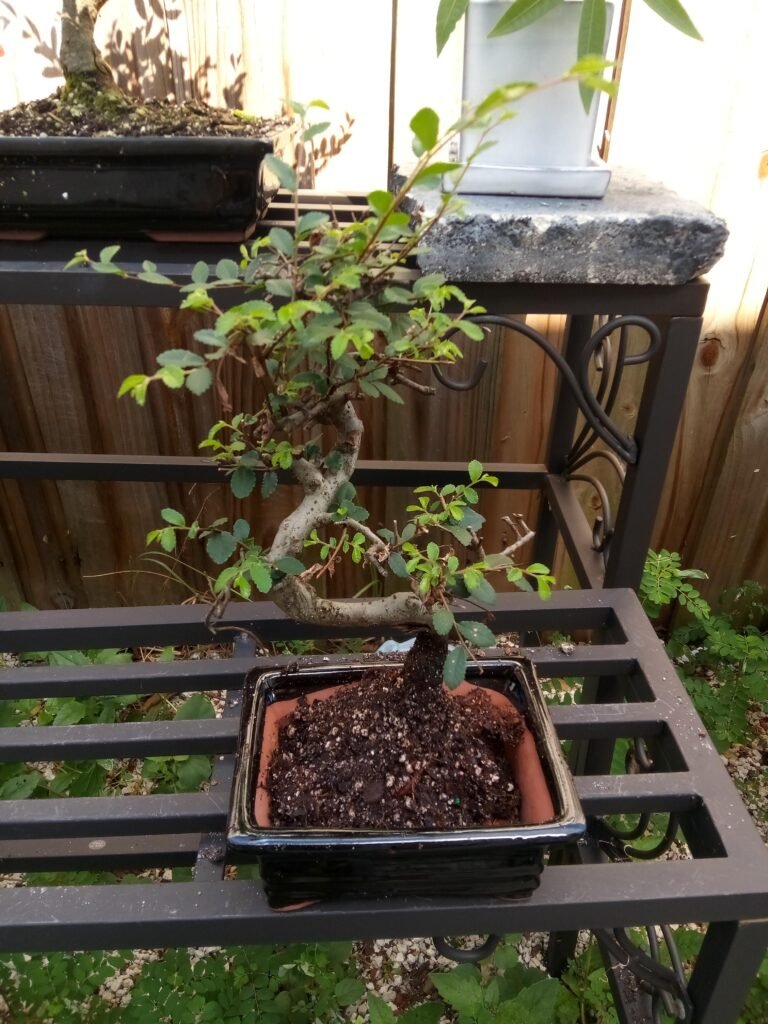 Positioning a Chinese Elm bonsai tree in a new ceramic bonsai pot