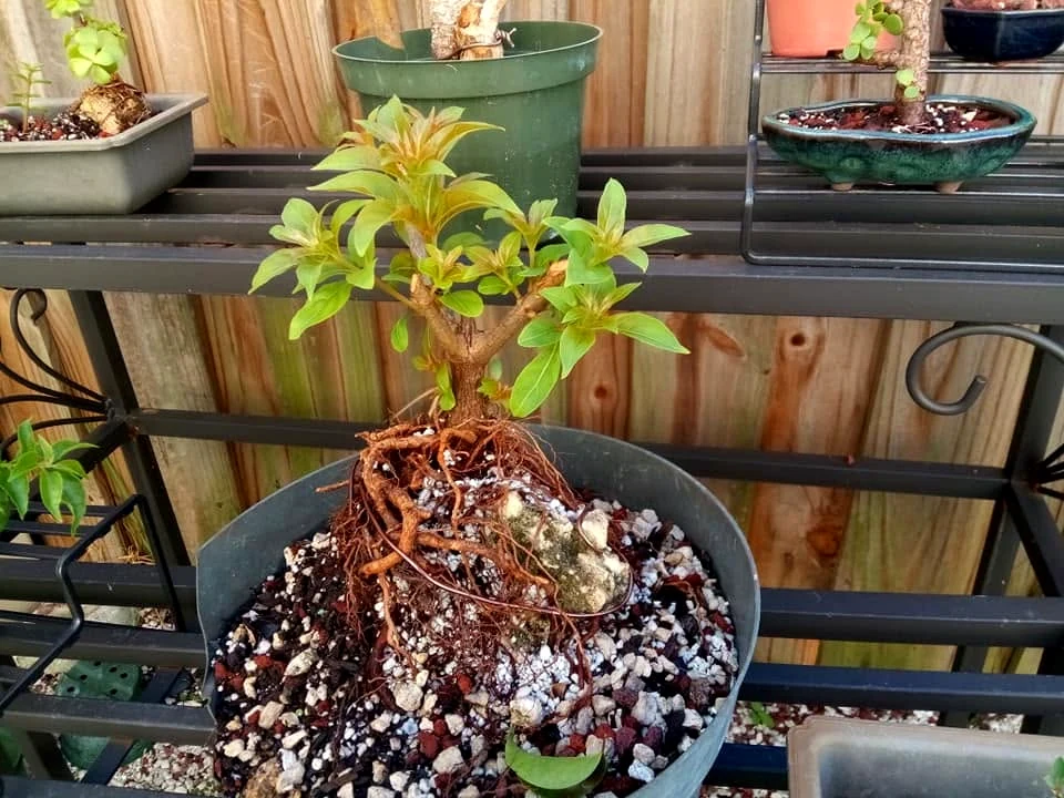 Young bonsai tree with roots secured to rock using copper wire in a training container
