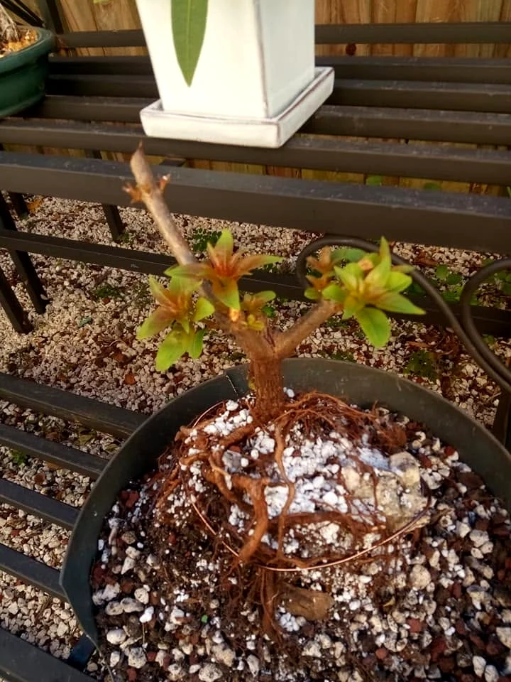 Bonsai branches pruned back with new green growth emerging at the cuts while roots grip the rock