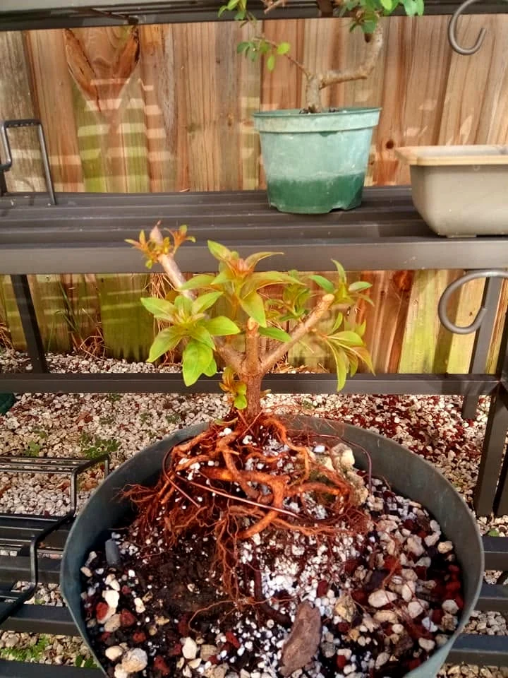 Root over rock bonsai with spreading roots over a rock mound in a training pot