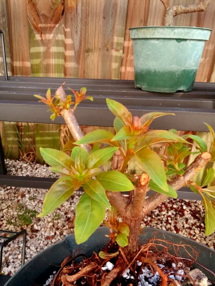 Close view of pruned bonsai branches with new shoots and roots extending over rock at the base