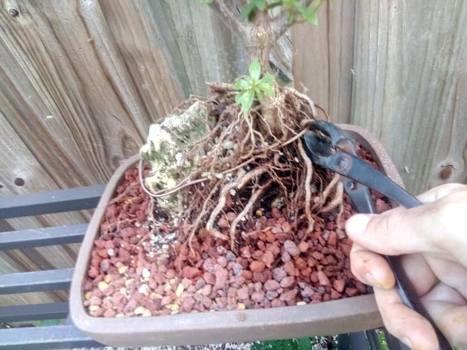 Hands cutting copper wire that secured bonsai roots to the rock with bonsai wire cutters