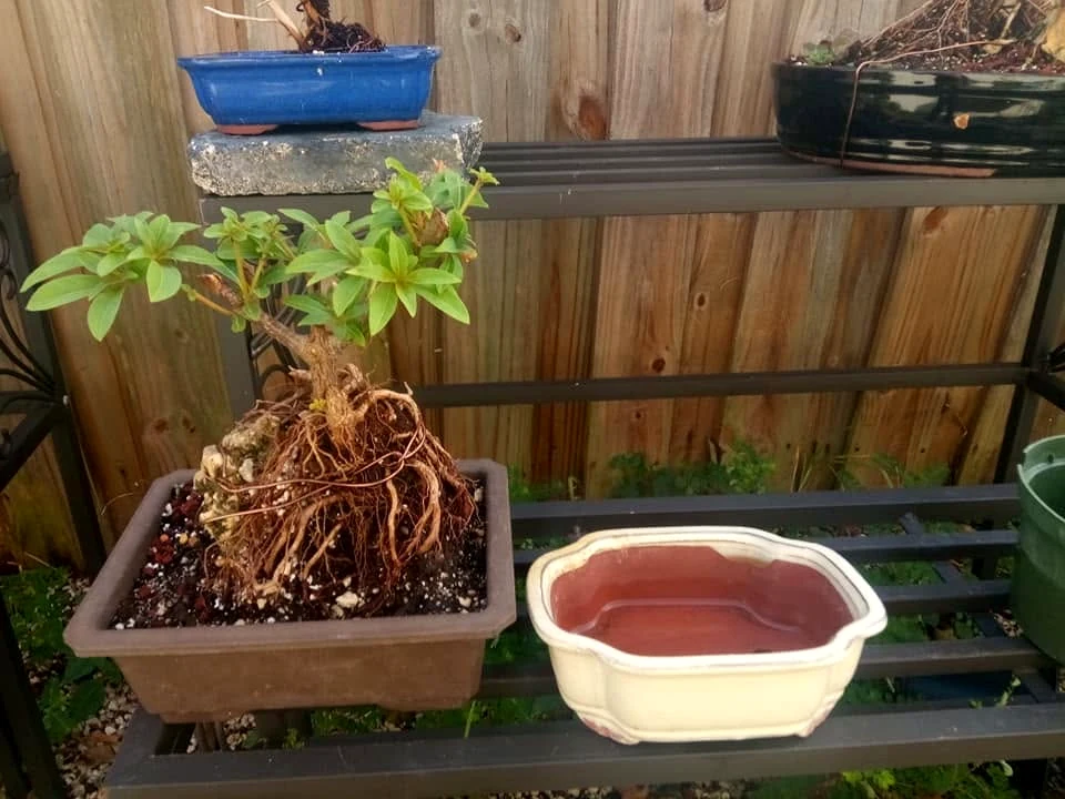 Root over rock bonsai in a training pot beside an empty shallow ceramic bonsai pot
