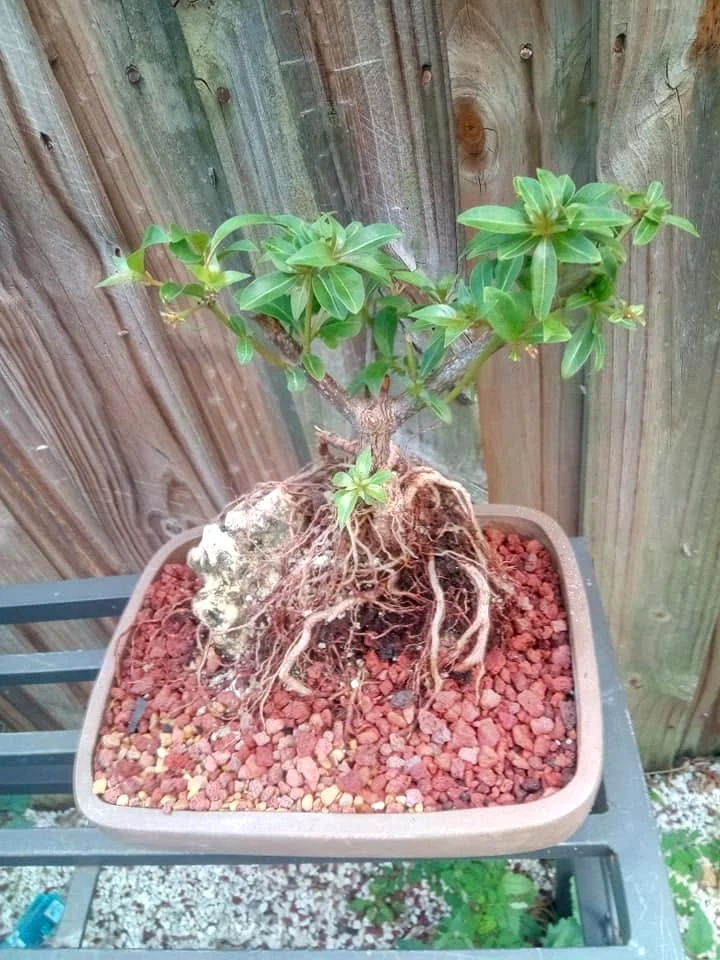 Completed root over rock bonsai in a shallow ceramic pot with established roots on rock