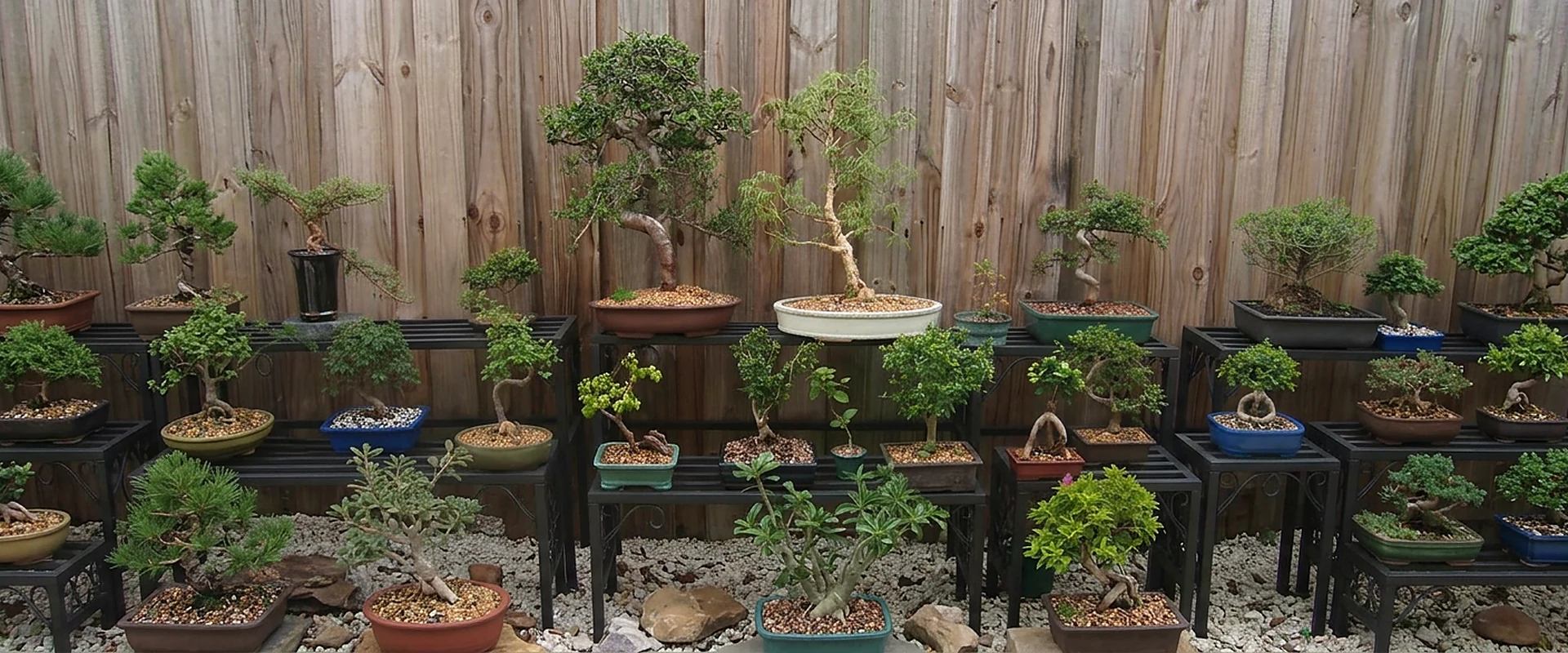 Bonsai trees and tropical species in a Miami garden collection
