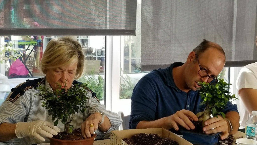 Private bonsai lesson with one-on-one instruction