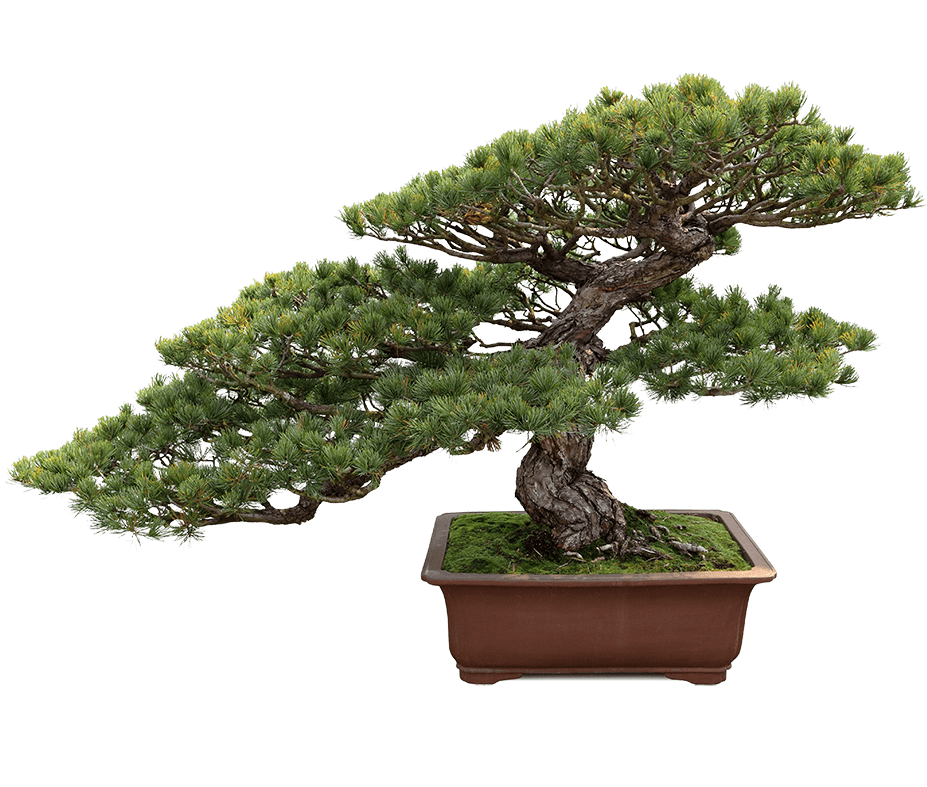 Bonsai Tree Lessons South Florida