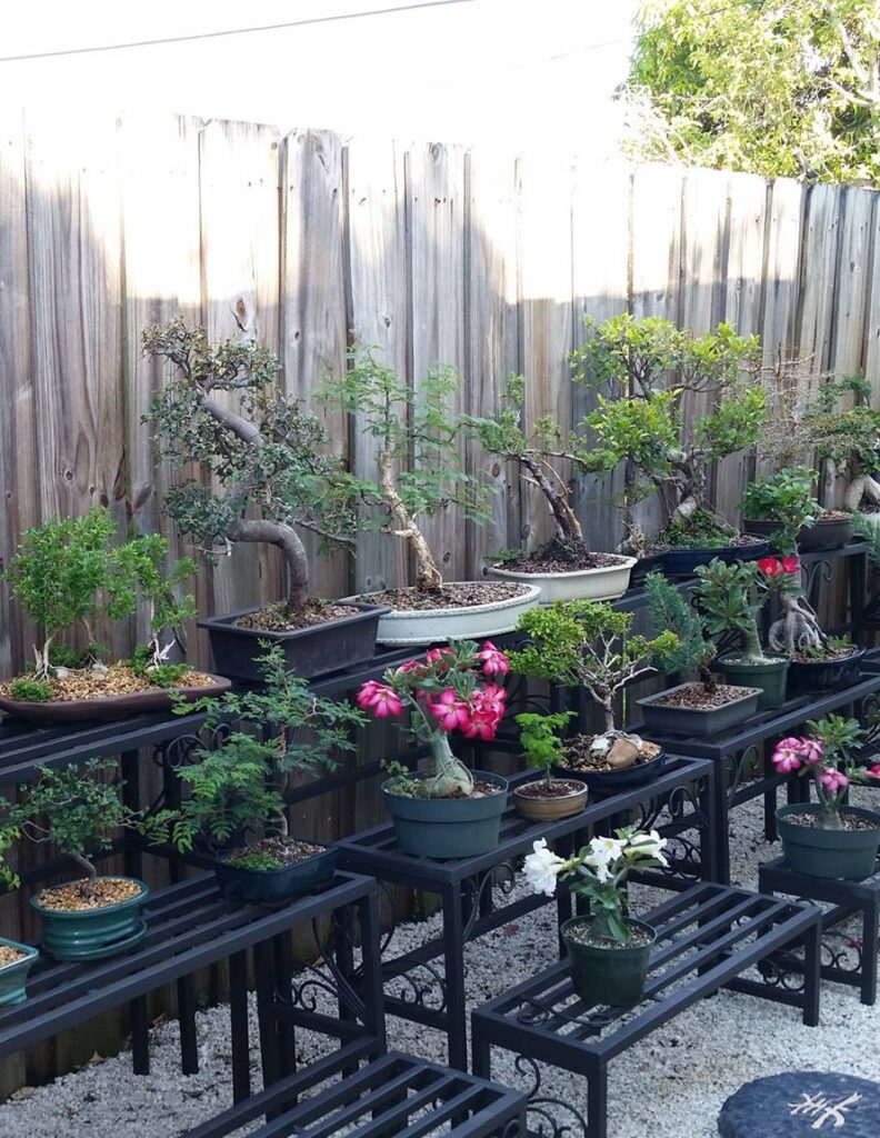 A Bonsai community of Artists and Enthusiasts in Miami Dade and Broward County.