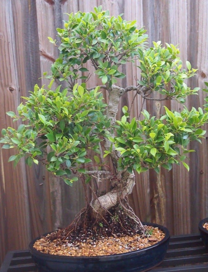 Tiger Bark Ficus Bonsai Tree