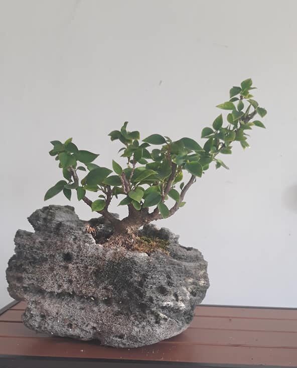 Root in Rock Bougainvillea